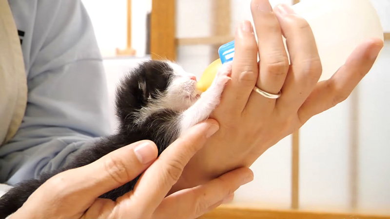 ミルクを飲む子猫