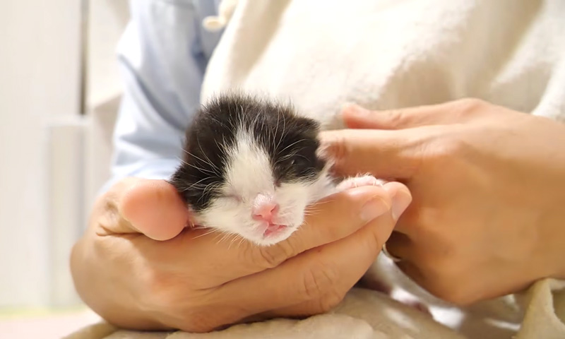 喉をコロコロ鳴らす子猫