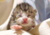 喉をコロコロ鳴らす子猫