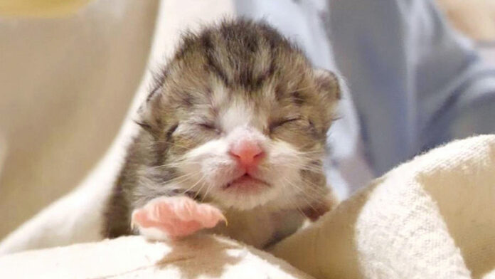 喉をコロコロ鳴らす子猫