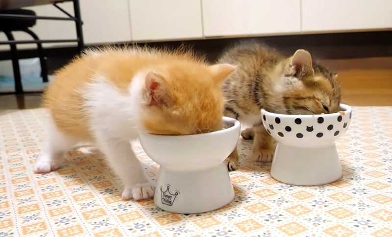 一心不乱にご飯を食べる子猫達