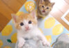 足に登る子猫