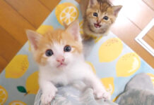 足に登る子猫