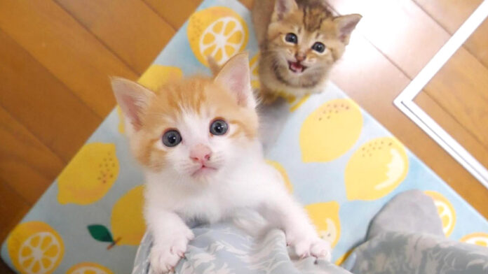 足に登る子猫