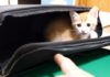 バッグから子猫を誘き出す