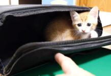 バッグから子猫を誘き出す
