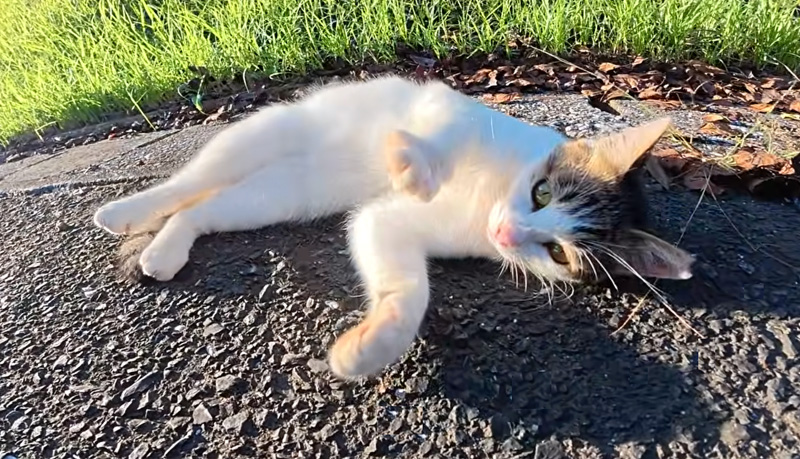 ゴロンと転がる猫
