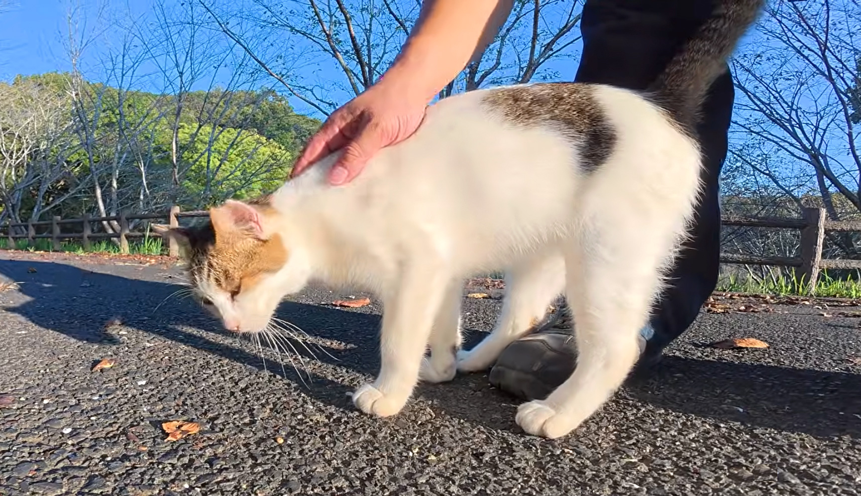 ナデナデを楽しむ猫