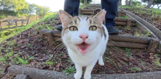 丘の上に一緒に行きたい猫