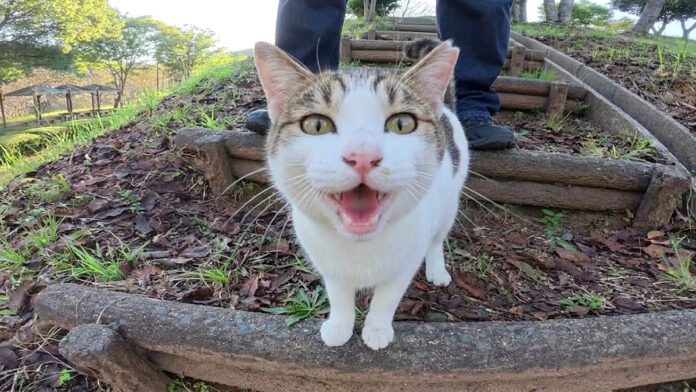 丘の上に一緒に行きたい猫