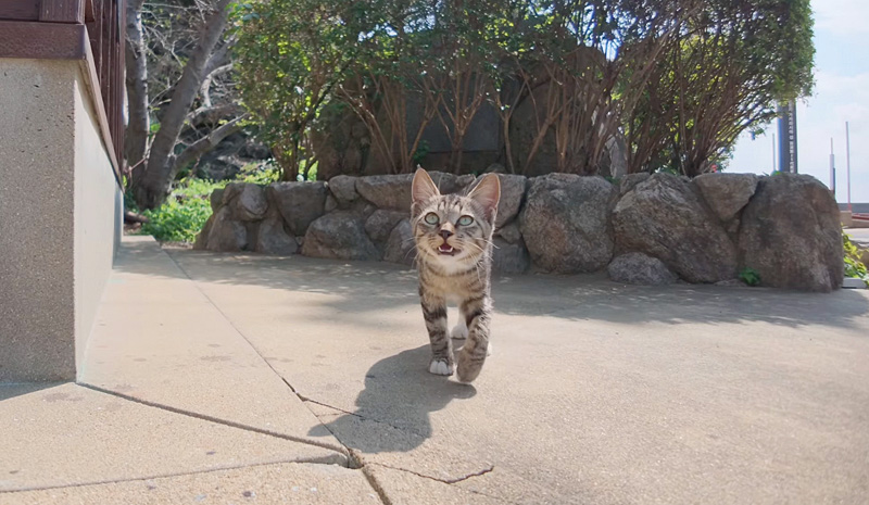 フェリー乗り場に集まってくる子猫達