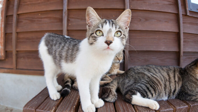 猫島のフェリー乗り場に集まってくる子猫達