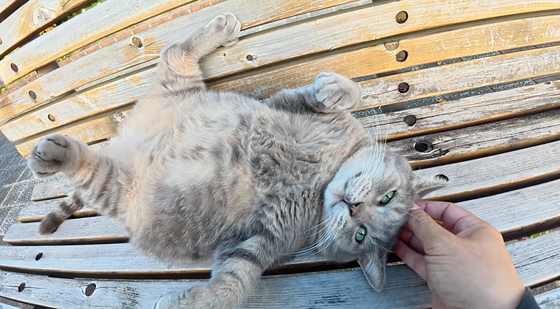大きなお腹を見せる猫