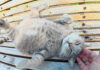 大きなお腹を見せる猫