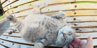 大きなお腹を見せる猫