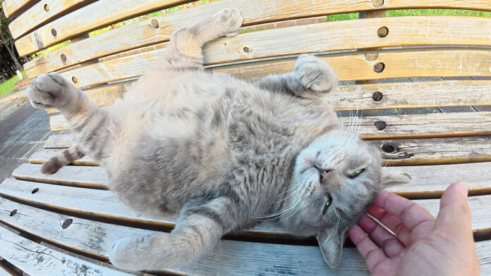 大きなお腹を見せる猫