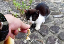 パンをもらう子猫