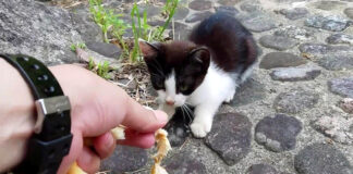 パンをもらう子猫