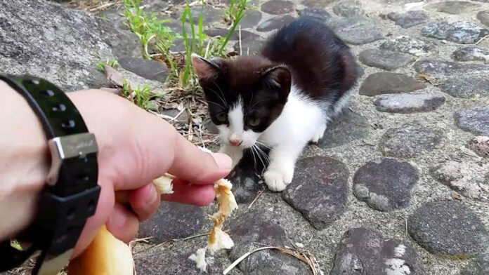 パンをもらう子猫