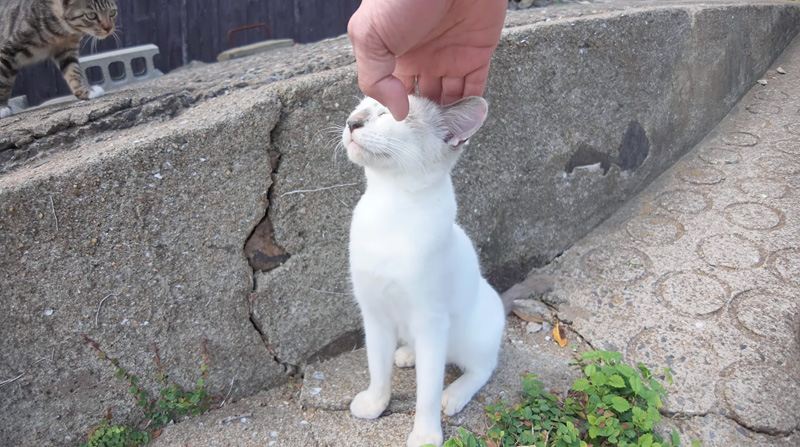 ナデナデされる猫