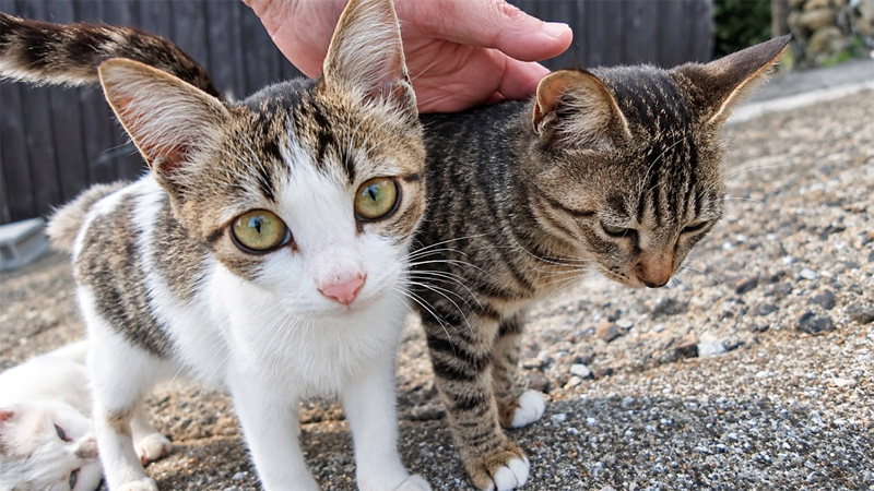 ナデナデされる猫達