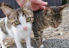 猫島の坂の上のカフェで出迎えてくれた猫達