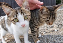 猫島の坂の上のカフェで出迎えてくれた猫達