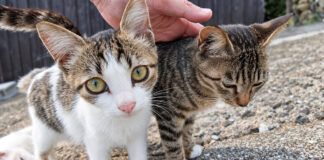 猫島の坂の上のカフェで出迎えてくれた猫達
