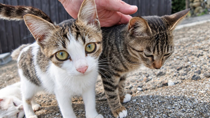 猫島の坂の上のカフェで出迎えてくれた猫達