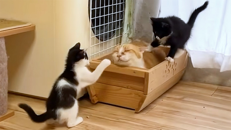 子猫達が騒がしくても爆睡する先住猫