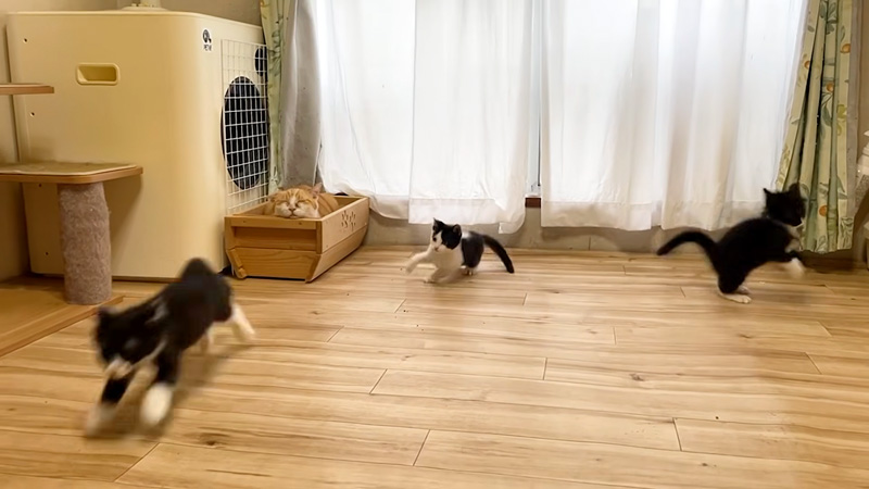 大はしゃぎする子猫達