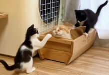 子猫達が騒がしくても爆睡する先住猫