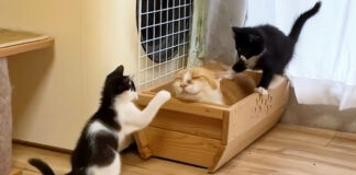子猫達が騒がしくても爆睡する先住猫