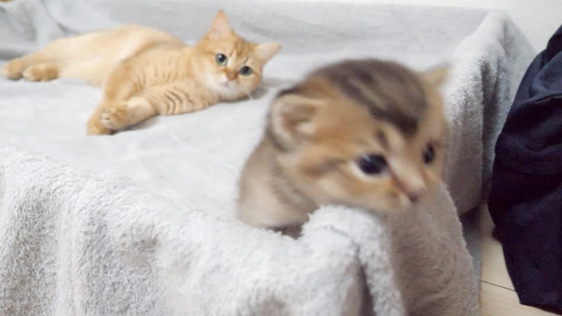 子猫を心配する母猫