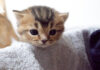 外に出たい子猫と心配そうに見守るママ猫。可愛い親子の姿にホッとする (*´ェ`*) 外に出たい子猫
