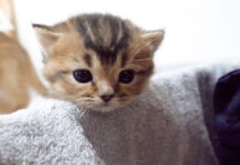 外に出たい子猫と心配そうに見守るママ猫。可愛い親子の姿にホッとする (*´ェ`*) 外に出たい子猫