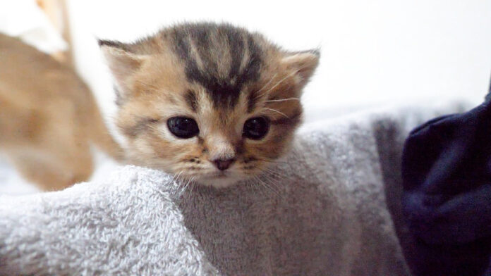 sotonidetaisinpai_neko_title 外に出たい子猫