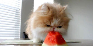 スイカを食べる猫