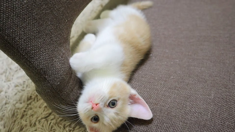 まったりする子猫