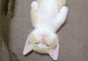 急にスイッチが切れて無表情で寝てしまった子猫が可愛すぎる ( *´艸`)♡ ヘソ天姿で眠る子猫