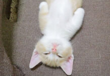 急にスイッチが切れて無表情で寝てしまった子猫が可愛すぎる ( *´艸`)♡ ヘソ天姿で眠る子猫