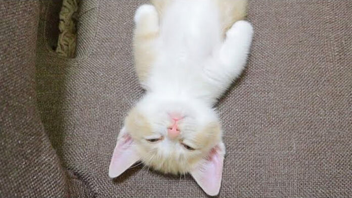 ヘソ天姿で眠る子猫
