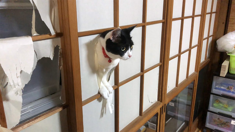 障子から顔を出す猫