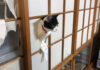 障子から顔を出す猫