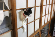 障子から顔を出す猫