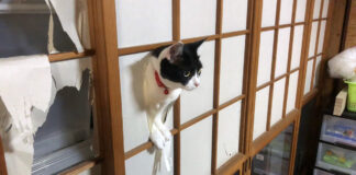 障子から顔を出す猫