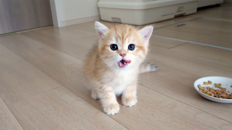 ご飯を食べ終わった子猫