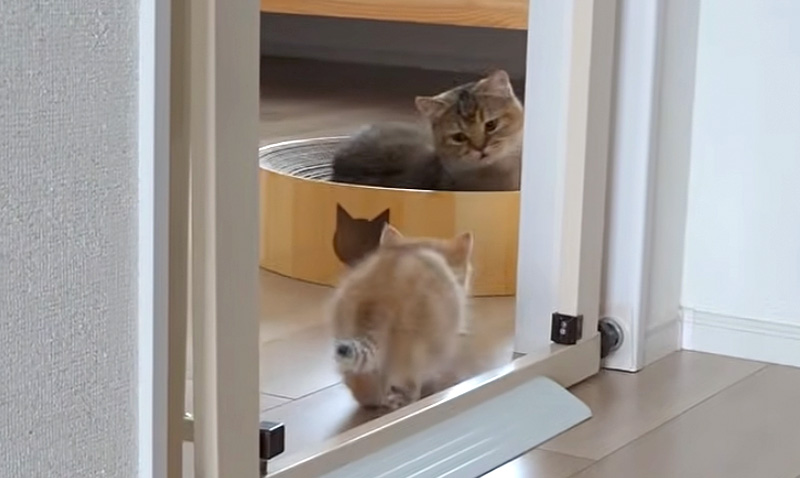 食後すぐに母猫に甘えに行く子猫