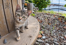 猫島で出会った子猫