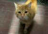 助けを求めてきた野良猫